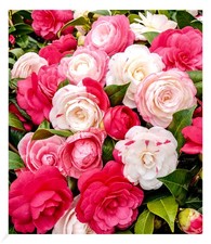 Freiland kamelie festival gebraucht kaufen Freiland kamelie festival gebraucht kaufen  Bensheim