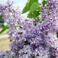 Lilac syringa plant for sale  MARCH