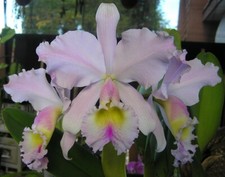 Espèce orchidée cattleya d'occasion  Paris XV