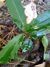 American holly plants for sale  Boonville