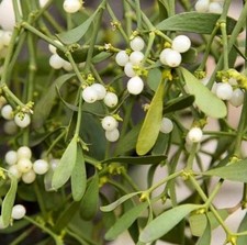 Apple tree mistletoe for sale  MILTON KEYNES