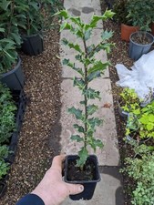 Holly hedging plants. for sale  DERBY