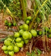 King coconut organic for sale  USA