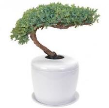 Traditional windswept juniper for sale  Patchogue