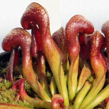 Darlingtonia californica red for sale  AMMANFORD