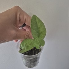 Mystery pothos starter for sale  Wedgefield