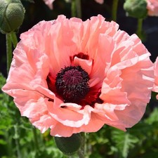 Papaver orientale waltzing for sale  UK