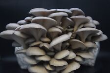 Pilzzucht taubenblauer seitlin gebraucht kaufen  Erlangen