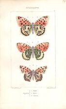 Farfalle argynnis stampa usato  Napoli