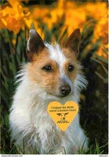 Animaux chiens jack d'occasion  Fruges