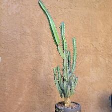 Euphorbia zoutpansbergensis ra for sale  Valley Village