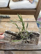 Florida native epidendrum for sale  Lakeland