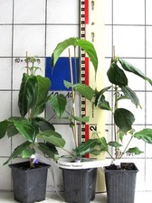 Cornus teutonia neuere gebraucht kaufen  Bad Bergzabern