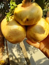 Rare organic white for sale  Garden Grove