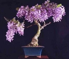 Qebidvl wisteria vine for sale  Russell