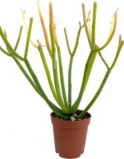 firestick plant for sale firestick plant for sale USA