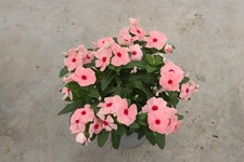 1 Vinca GRANDE 30/40 cm rosa - FOTO REALI comprar usado  Enviando para Brazil