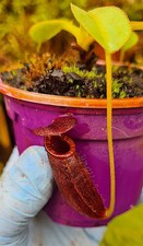 Nepenthes rajah lowii for sale  WINKLEIGH