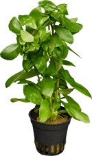 Hygrophila polysperma wasserpf gebraucht kaufen  Nettetal