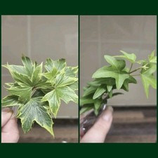 Hedera helix bundle for sale  LONDON