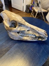 Complete wild boar for sale  Bowie