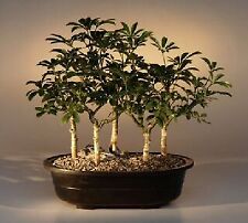 Hawaiian umbrella bonsai for sale  Patchogue