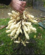 Mashua tubers edible for sale  EXETER