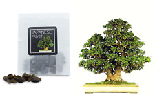 Japanese privet bonsai for sale Japanese privet bonsai for sale  HENLEY-IN-ARDEN