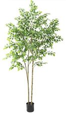 Tall ficus tree for sale  Russellville