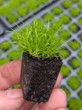 Irish moss 2cm for sale  LONDONDERRY