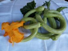 Graines courgette trompette d'occasion  Plaisance-du-Touch