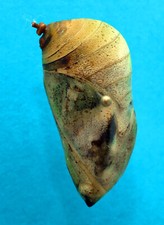 Expl puppe morpho gebraucht kaufen  Halle