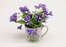 African violet chimera for sale  New York