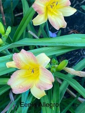 Hemerocallis eenie allegro gebraucht kaufen  Haag