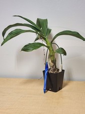 Cycnoches cooperi sib. for sale  Delaware