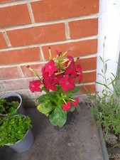 tobacco plants for sale tobacco plants for sale SOUTHAMPTON