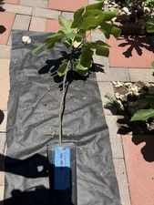 Celeste fig tree for sale  San Antonio