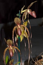 Paphiopedilum prince edward for sale  Petaluma