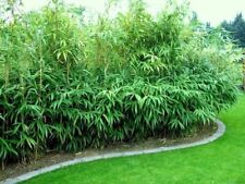 Fresh root clippings for sale  Lakeland