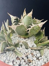 Extraordinaire agave titanota d'occasion  Aire-sur-l'Adour