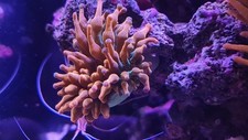 Rainbow bubble tip for sale  LONDON
