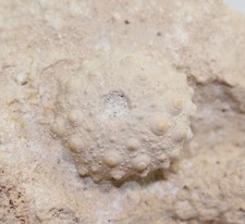 Seeigel heterocentrotus mamill gebraucht kaufen  Weeze