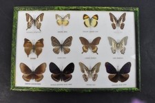 Vintage butterfly taxidermy for sale  NORTHAMPTON