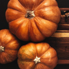 Squash seeds winter for sale  Denver