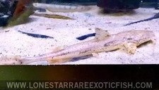 Crocodile goonch catfish for sale  Livingston