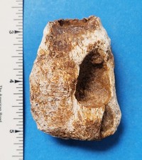 mosasaur jaw for sale mosasaur jaw for sale Rockville
