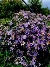 Purple michaelmas daisy for sale  BUDE