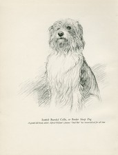 Bearded collie lovely d'occasion  Expédié en Belgium