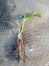 Comfrey roots crown for sale  BONCATH