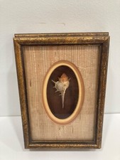 Vintage framed murex for sale  Waller